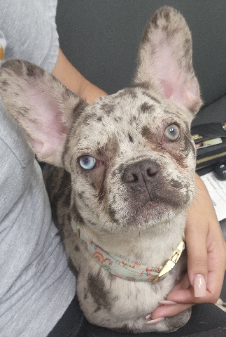 French Bulldog – Frenchie