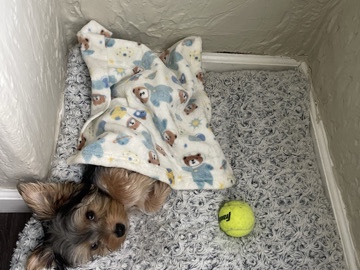 Yorkshire Terrier – Yorkie Bear – Vallejo