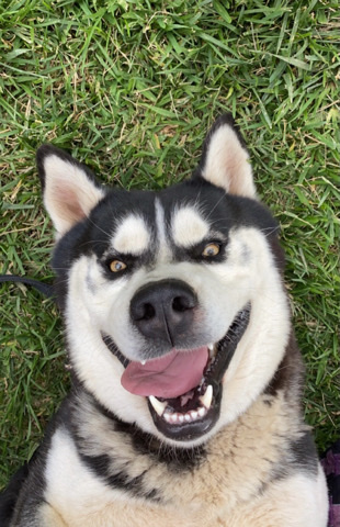 Siberian Husky – Siberian husky – Clovis
