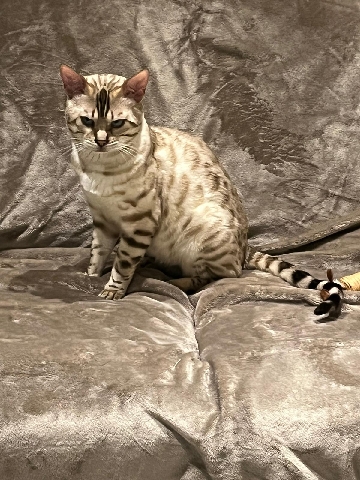 Snow Bengal Male