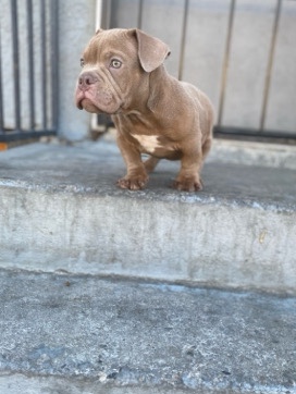 American Pit Bull Terrier – Mirco bully puppy