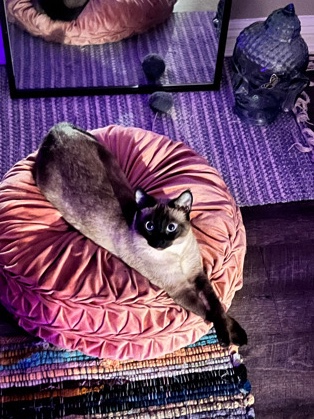 Siamese – Siamese kitty
