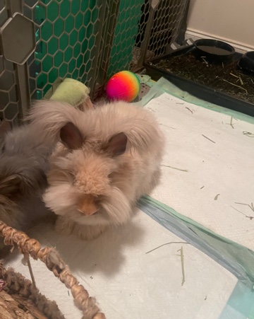 English Angora Rabbits