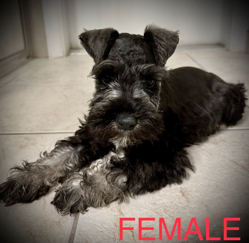 Miniature Schnauzer – Mini Schnauzer Puppies