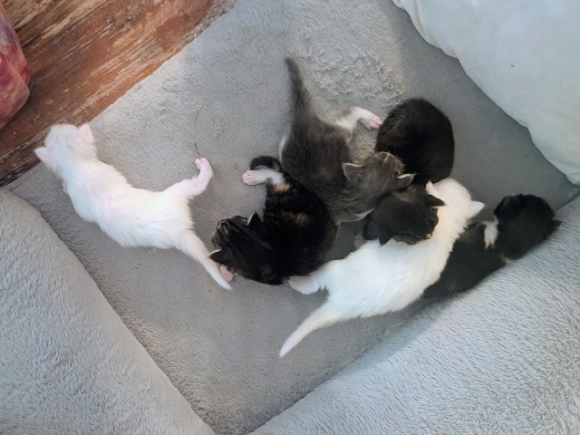Maine Coon – Adorable Ragdoll Kitten for Sale – 5 Weeks Old – Sioux Falls