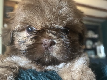 Shih Tzu – imperial shihtzu – Bishop's Stortford