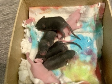 live feeder mice (humanely raised)