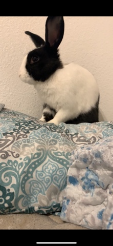 Pet Rabbit For Sale !!