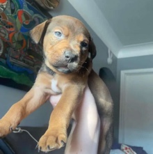 Rottweiler – Rottweiler mix puppies for sale!