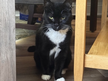 American Shorthair – Tuxedo Cat – Rock Hill
