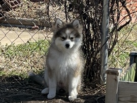 Blossom – Albuquerque