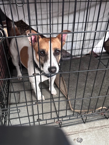 looking for new home