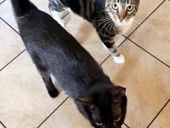American Shorthair – Looking to rehome our beloved bonded pair of cats – Hutto