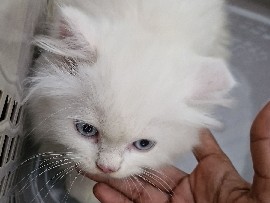 Persian (Modern) – cute and adorable persian cats – Chennai