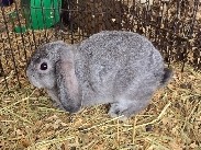 Holland Lop – HOLLAND LOP RABBITS!! – Valley Head