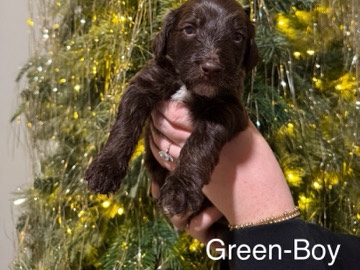 golden mountain doodle puppies 