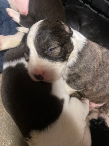 5 weeks puppies