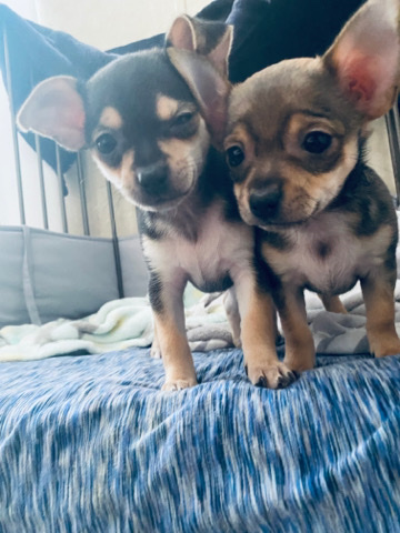 Chihuahua – Chihuahuas