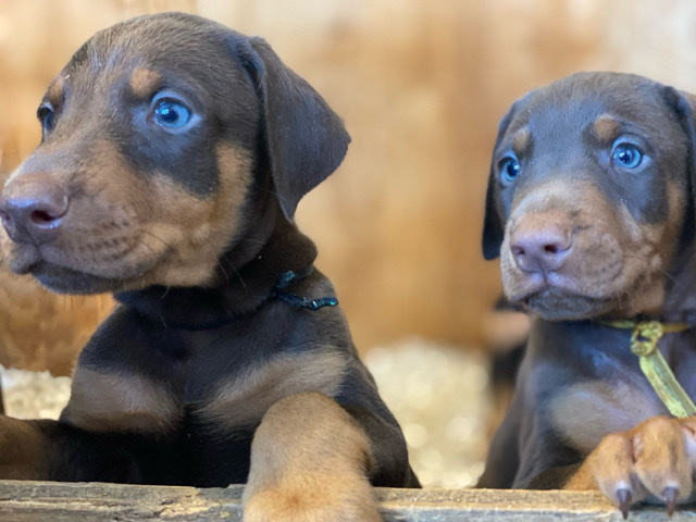 Doberman Pinscher – Doberman puppies