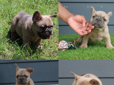 French Bulldog – 3 Akc male French bulldog pups – Richmond