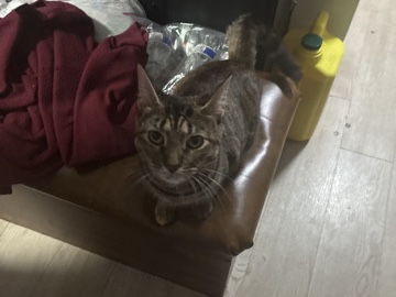 domestic shorthair – Newark