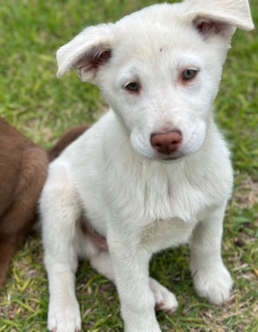 Australian Kelpie – Puppy