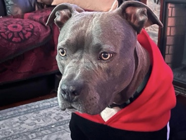 American Pit Bull Terrier – Hi I’m Sky and I’m a 3 yr old female blue nose Pitbull  looking for a good home – Winter Haven