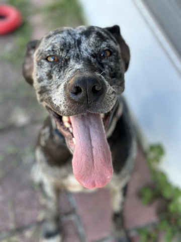 Catahoula Cur – LOLA- Catahoula Leopard Dog