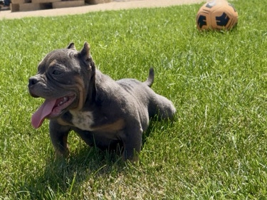 exotic American bully – Lake Elsinore