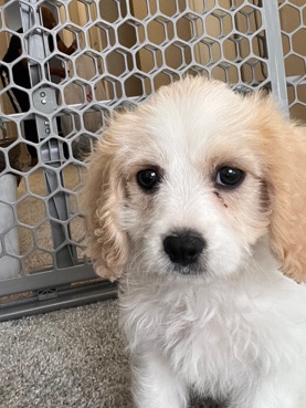 Cavalier King Charles Spaniel – CAVACHON 11 week old cutie😍😍🥰