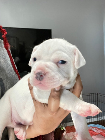 American Pit Bull Terrier – Special Bunch - Looking for a new home CLT