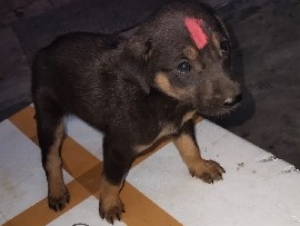 Rottweiler – Healthy 3-Month-Old Rottweiler Puppy for Sale in Lucknow – Lucknow
