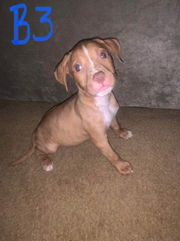 American Pit Bull Terrier – pit bull puppies