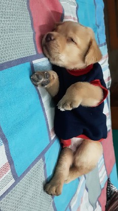 Labrador Retriever – pure Labrador male pup cute
