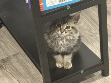 Mainecoon Kitten 