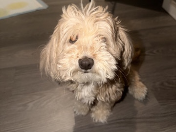 Maltipoo – Maltipoo Female – Newark