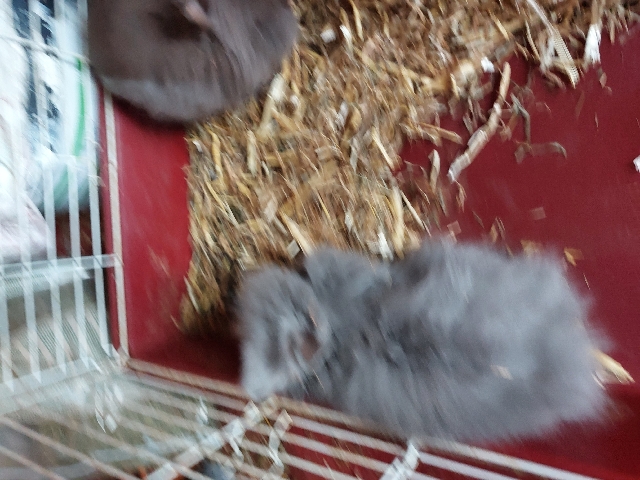 Lionhead – rabbits for sale