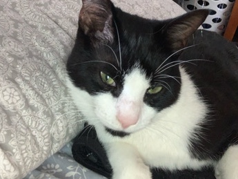 American Shorthair – friendly Gunther (cat) – Williamstown