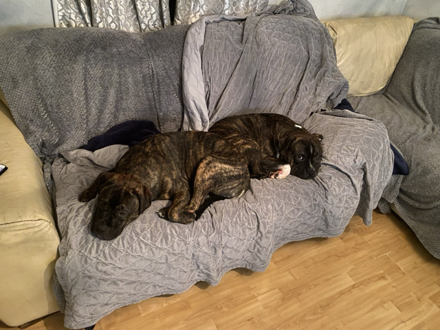 Staffordshire Bull Terrier – looking for my forever home – London