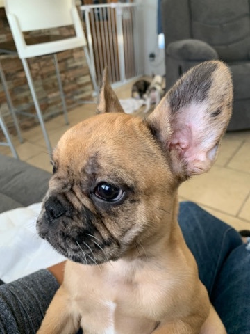 French Bulldog β French bulldog male