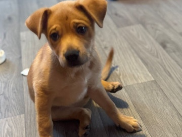 Mixed Breed - puppies available for adoption in London