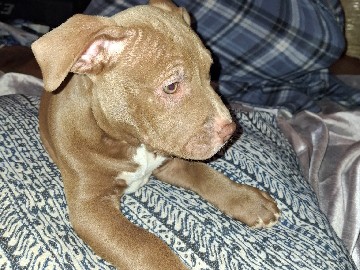 American Pit Bull Terrier – a dog that needs a great home – Detroit