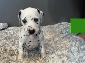 Dalmatian – Eeyore – Las Vegas