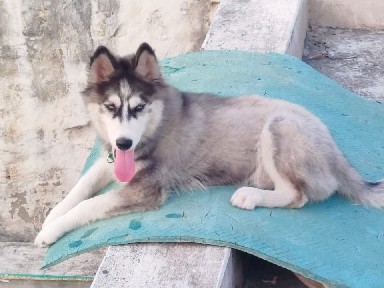 Siberian Husky – 🐺 🐺 Siberian Husky – Didwari