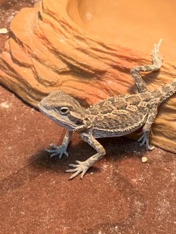 Draco needs a homee !