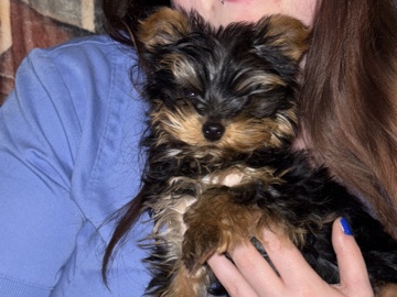 Yorkshire Terrier – Purebred Male Teacup Yorkshire Terrier Puppy! – Knoxville