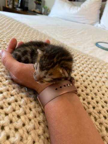 Bengal – Bengal kittens