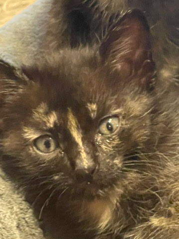 Tortoiseshell Kittens