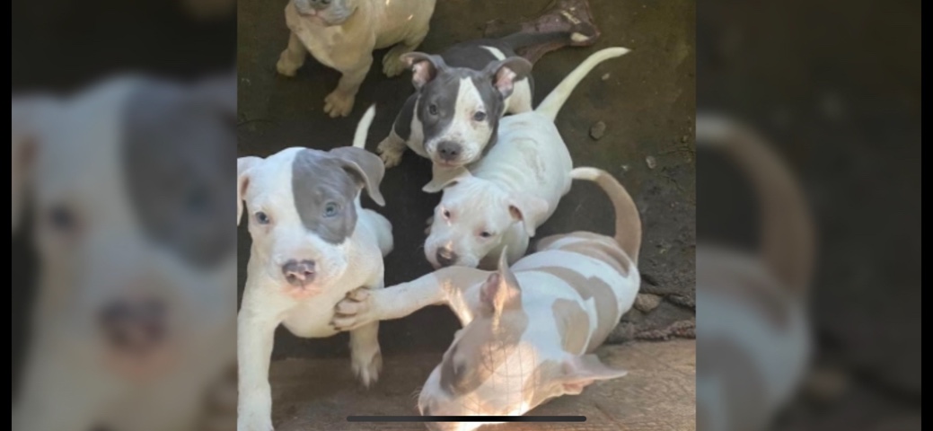 American Pit Bull Terrier โ Pitbull Puppies ๐ถ๐ถ๐ถ๐พ๐พ๐พDfw