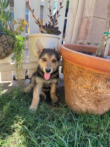 German Shepherd – German Shepherd Puppies